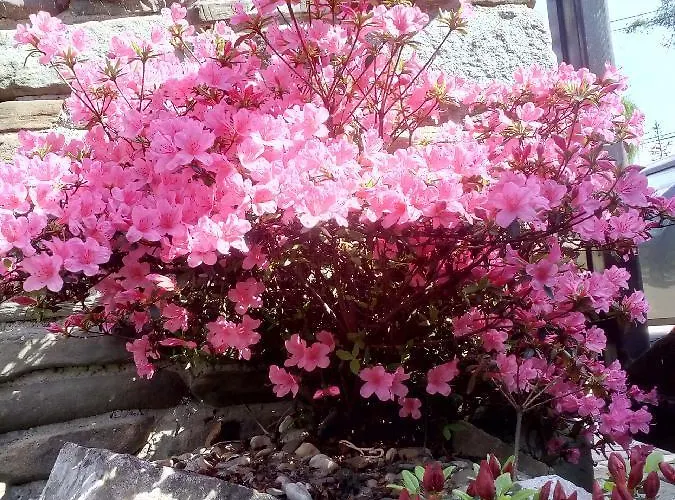 Apartment Reva